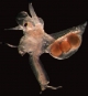 Стратегии размножения чужеродных планктонных ракообразных в Юго-восточной Балтике