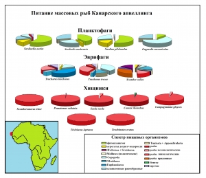 Питание массовых пелагических рыб Канарского апвеллинга