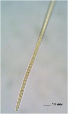 Phytoplankton community of small rivers of the Pregolya river basin